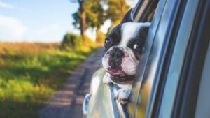 dog, pet, car window-1850465.jpg