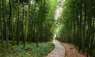 Moganshan hiking